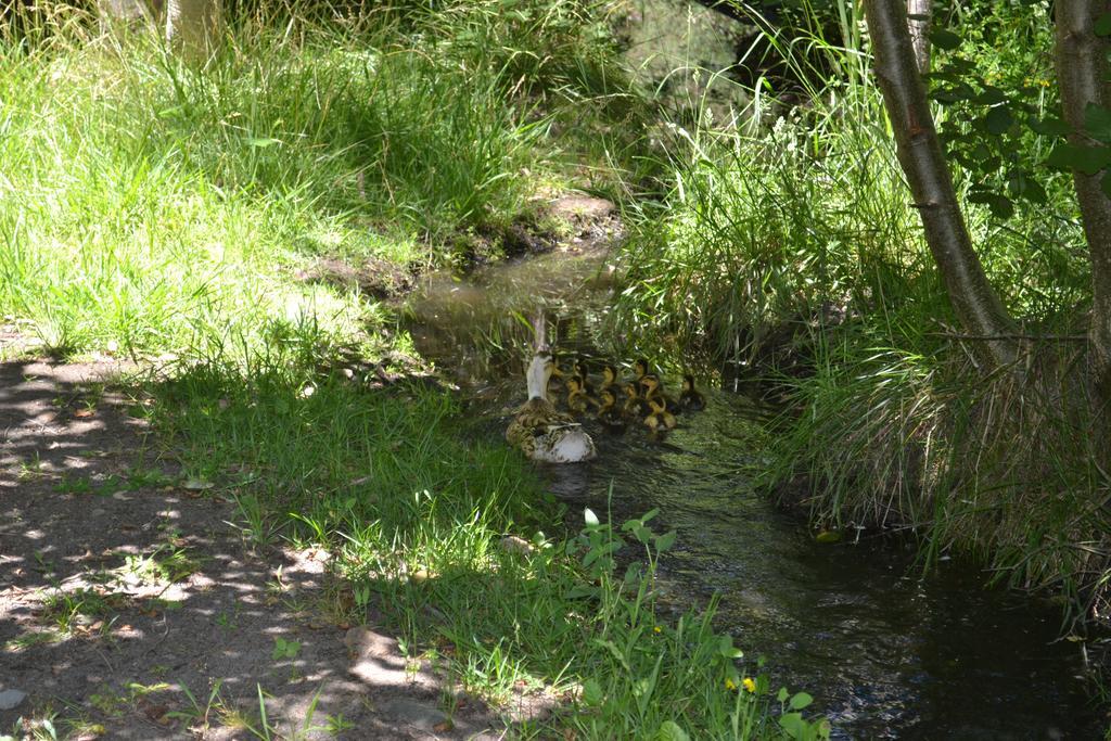 Cabanas Parque Salto Del Laja El Manzano  Εξωτερικό φωτογραφία