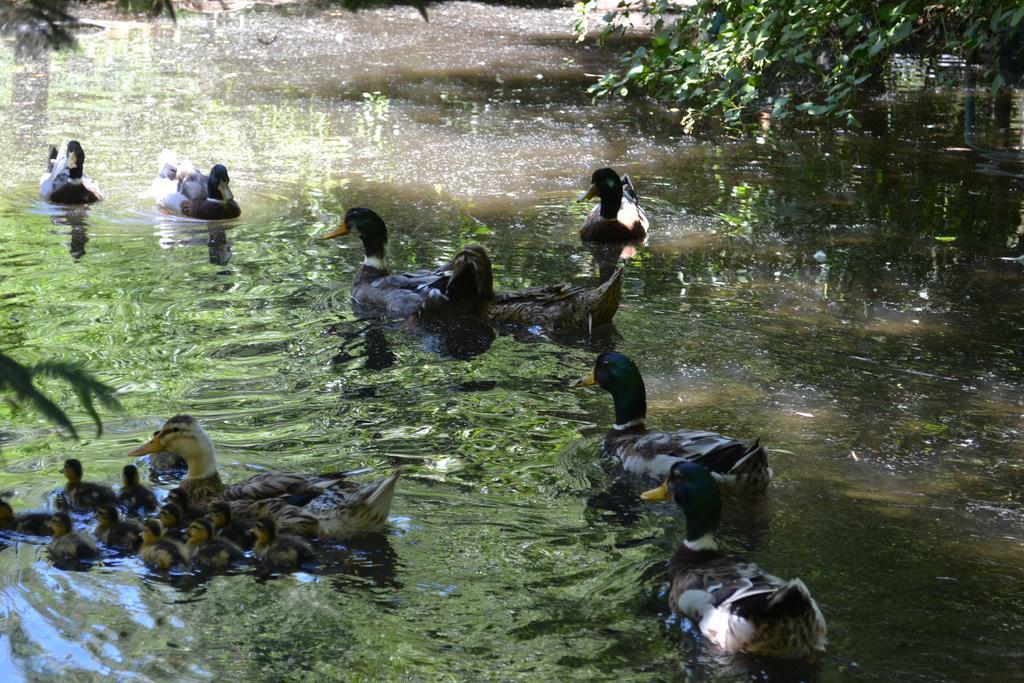 Cabanas Parque Salto Del Laja El Manzano  Εξωτερικό φωτογραφία